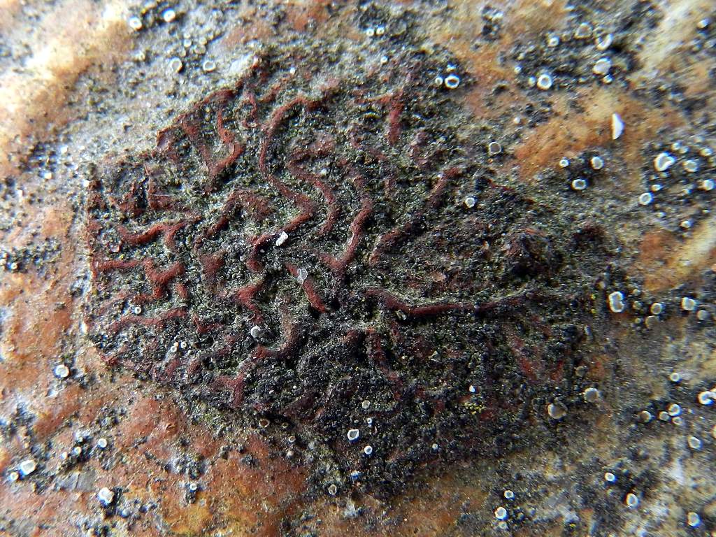 Lichene da identificare